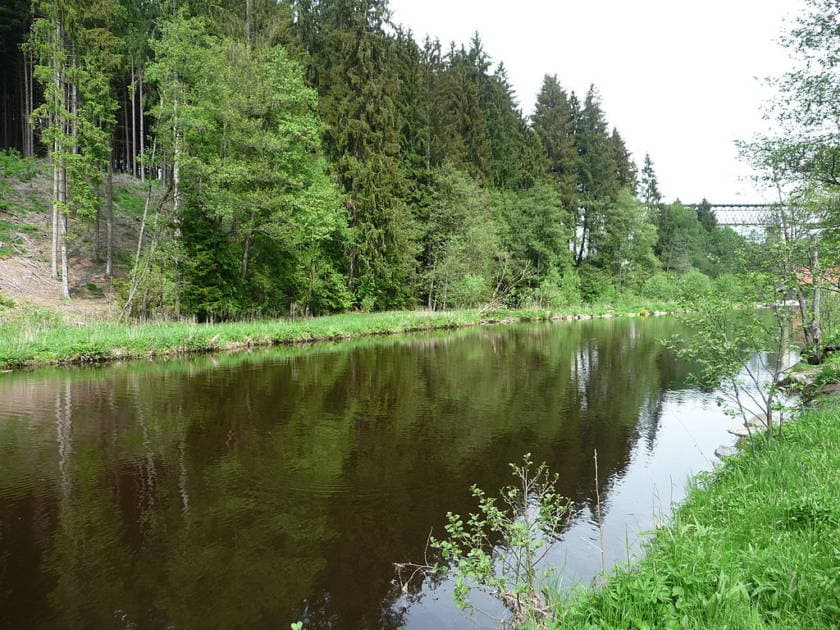 The Schlossauer Ohe in the Bavarian Forest