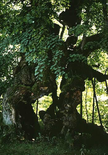 The Wolfram lime in the Bavarian Forest