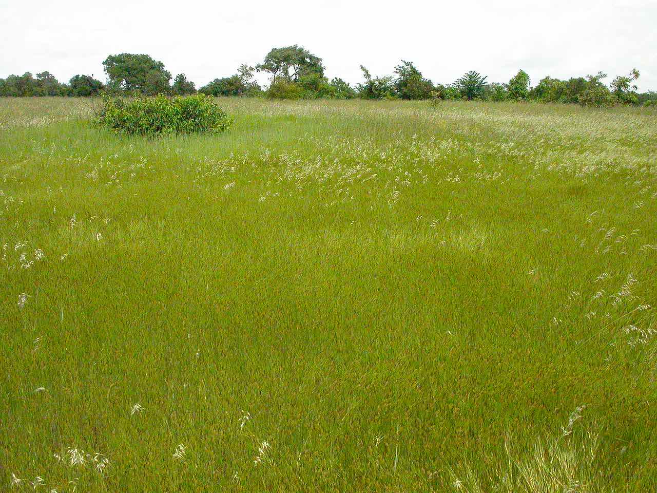 The savanna theory, happiness & wellness