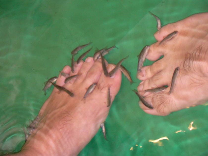 Fish pedicure