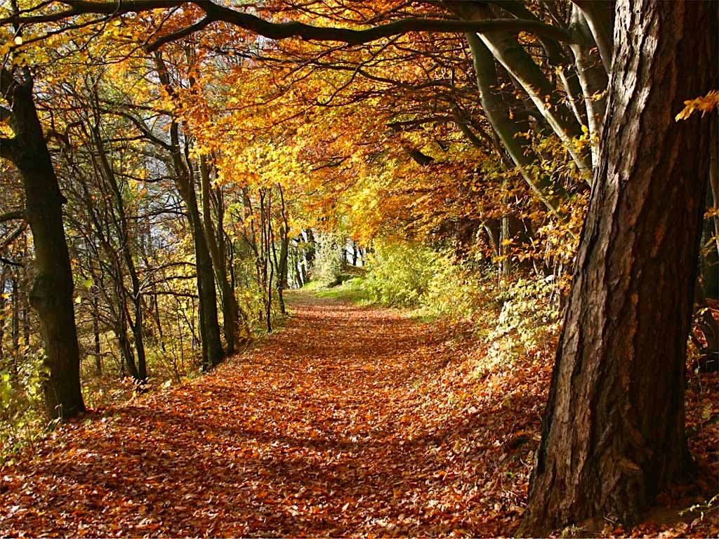 Autumn wellness offers