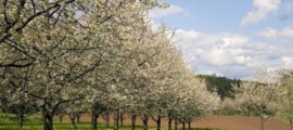 Frühling in Bayern – Wellness-Tipps vom Wald bis zu den Bergen