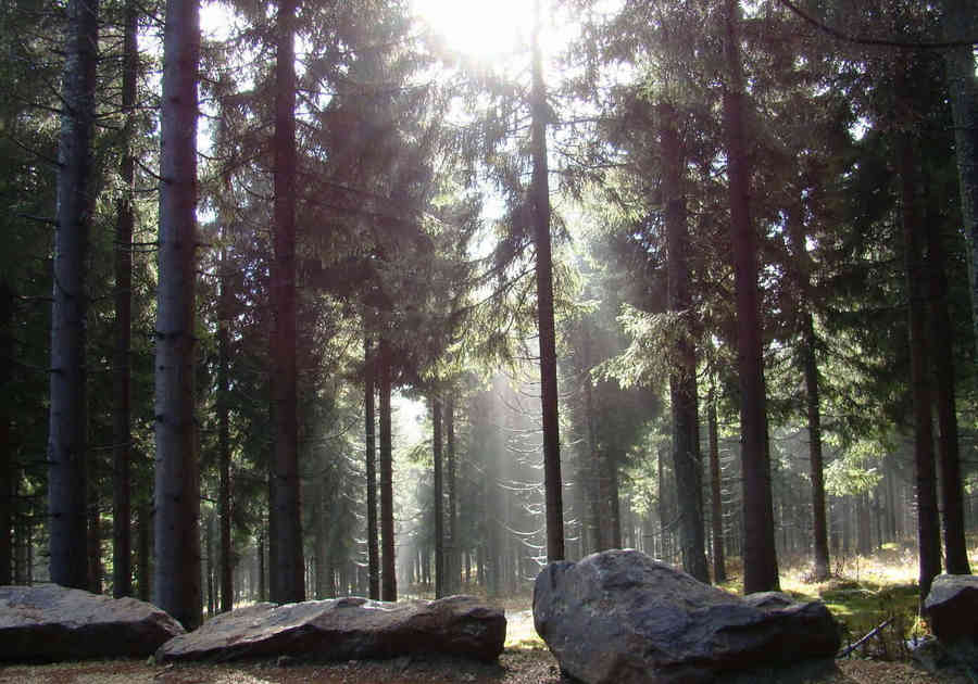 Wellnesshotel Bayerischer Wald